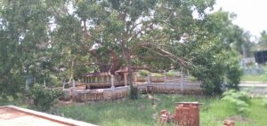 botree